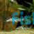 Pictus Catfish