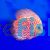 Pigeon Blood Discus