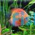 Pigeon Checkerboard Discus 5cm