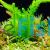 5x Assorted Aquatic Bunche