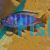 Pseudotropheus Saulosi