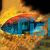 Flame Back Cichlid (Pundamilia Nyererei) 