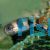 Arulius Barb -Wild 5cm