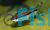 Adult Red Line Torpedo Barb 10cm