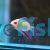 Ramirezi Golden Longfin 