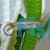 Blue Line Rasbora