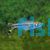 Black Scissortail Rasbora