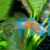 Red and White Swordtail 