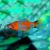 Red Comet Platy