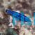 Red Sea Four Line Wrasse - Medium