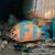 Red Severum 