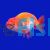 Red & White Ranchu