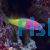 Bicolour Dottyback