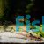 Royal Whiptail Catfish