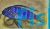 Pseudotropheus Salousi