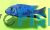 Female Electric Blue 9cm