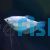 Silver Gourami 