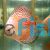 Snow Leopard Discus 9cm