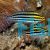 Striped Poison Fang Blenny - Meiacanthus grammistes 