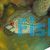 Flowerhorn Super Red Dragon 9cm
