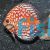 Pigeon Blood Snake Skin Discus