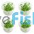 4x Bacopa Caroliniana - TC