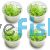 4x Pennywort Lysimachia Nummularia - TC