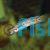 Telmatochromis Vittatus