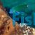 Moon Wrasse 