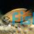 Gold Honey Dwarf Gourami 4cm 