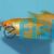 Gold Gourami 