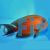 Two Spot Bristletooth Tang