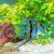 Assorted Veiltail Angelfish