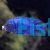 White Lip Cichlid