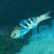 Wrasse Hardwick Medium 