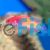 Wrasse Pink Margin Fairy