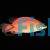 Wrasse Secretive