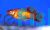 Neon Orange Platy 4cm
