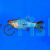 Assorted Variatus Platy