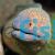 Eel Yellow Margined Moray 