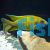 Yellow Benga Peacock 10cm