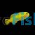 Yellow Clown Goby