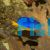 Yellow Belly Damselfish