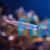 Zebra Dartfish - Medium