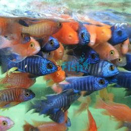 6x Assorted Peacock 5cm