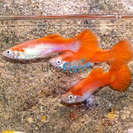 Male Red Guppy 3.5cm