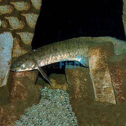 Australian Lungfish 12-15cm