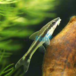 10x Otocinclus Catfish 3.5cm