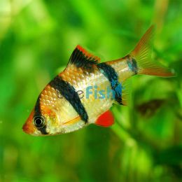 Tiger Barb 4cm
