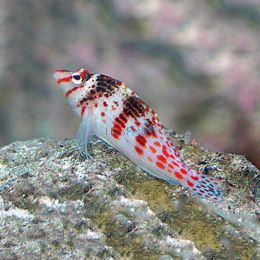 Falco Hawkfish - Medium